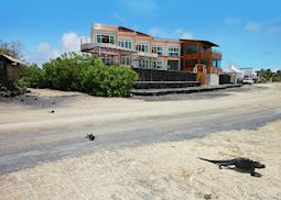 Iguana Crossing, Galapagos Islands