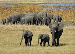 Elephants at a waterhole in Zimbabwe