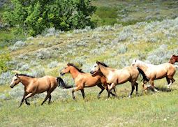 La Reata Ranch, Kyle