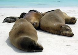 Sea lions, Galapagos Islands