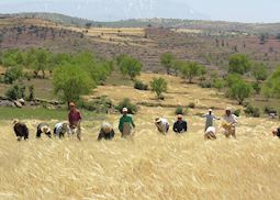 Harvest in the Middle Atlas, Morocco