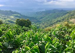 Coffee plantations at San Alberto