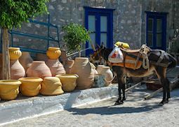 Local mules, Hydra