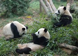 Panda trio