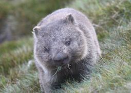 Wombat, Cradle Mountain