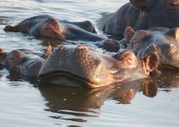 Hippos