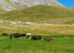 Horses in the Pindus Mountains, Greece