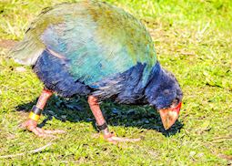 Takahe, Tiritiri Matangi Island