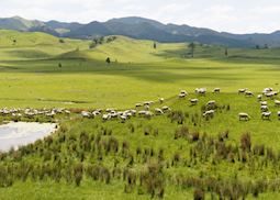Wairarapa scenery