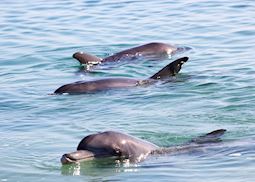 Bottlenose dolphins