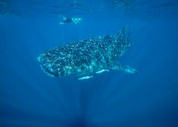 Whale shark, Ningaloo Marine Park
