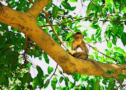 Monkey spotted on the Khao Sok Kayak Tour