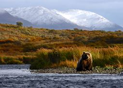 Kodiak brown bear near the Karluk River, Kodiak Island