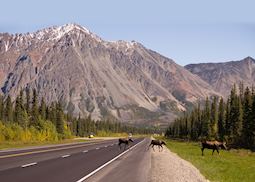 Moose roaming in Denali National Park