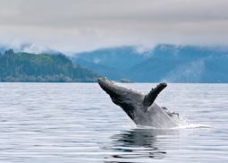 Humpback whale breaching near Seward