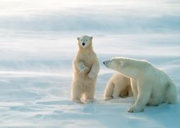 Polar Bears near Hudson Bay