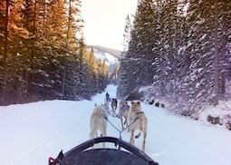Dog-sledding and Mushing Experience, Jasper