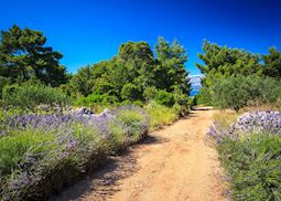 Trails of lavendar, Hvar