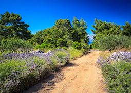 Trails of lavender, Hvar