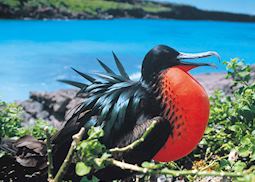 Great frigate bird, Galapagos Islands