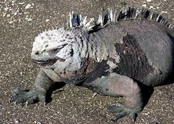 Marine iguana, Galapagos Islands