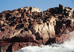 Sea lions basking, Ballestas Islands