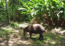 Tapir, Corcovado National Park