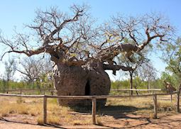 Prison Boab Tree, Derby