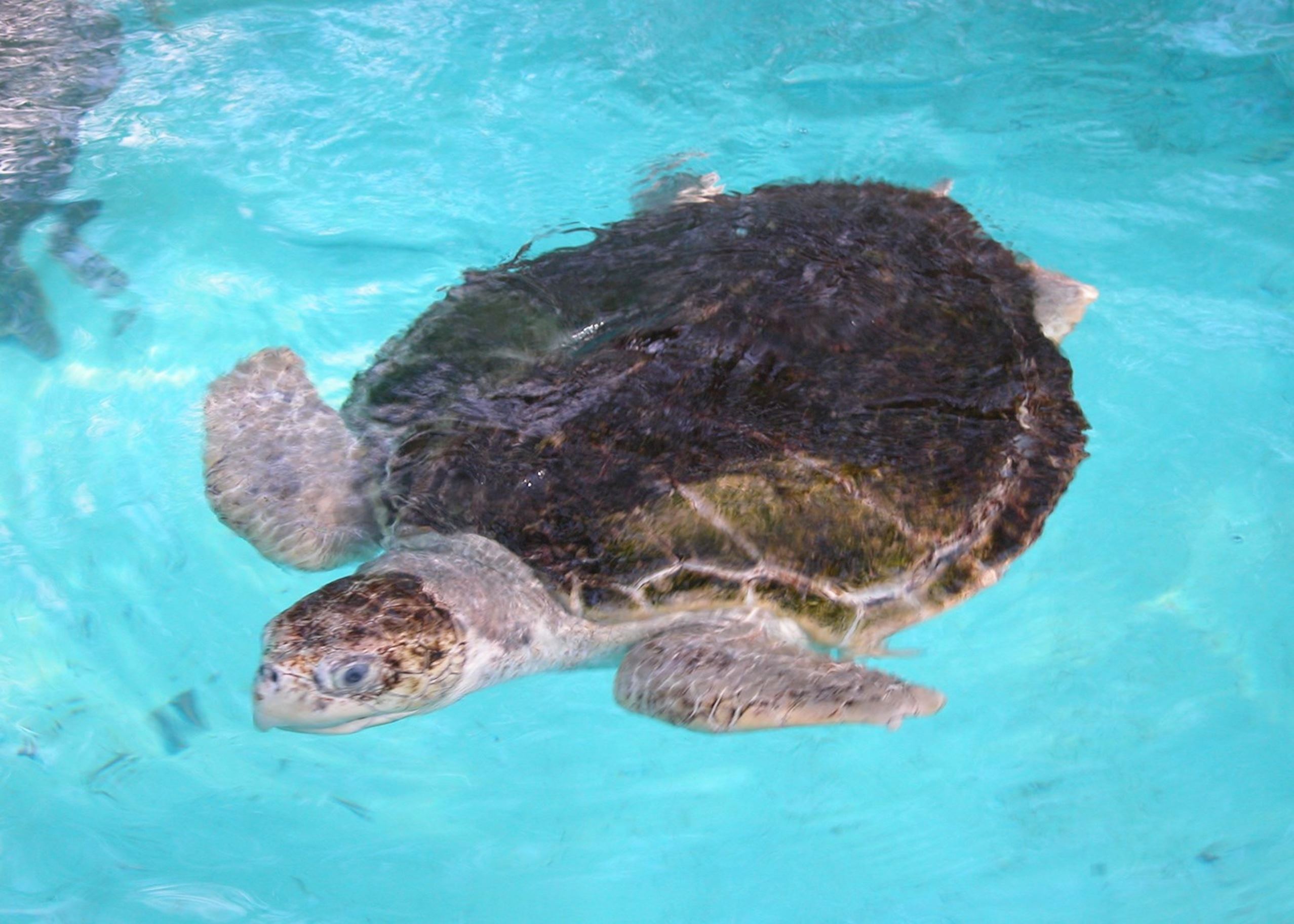 Turtle, Praia do Forte, Brazil Turtle, Praia do Forte, Brazil