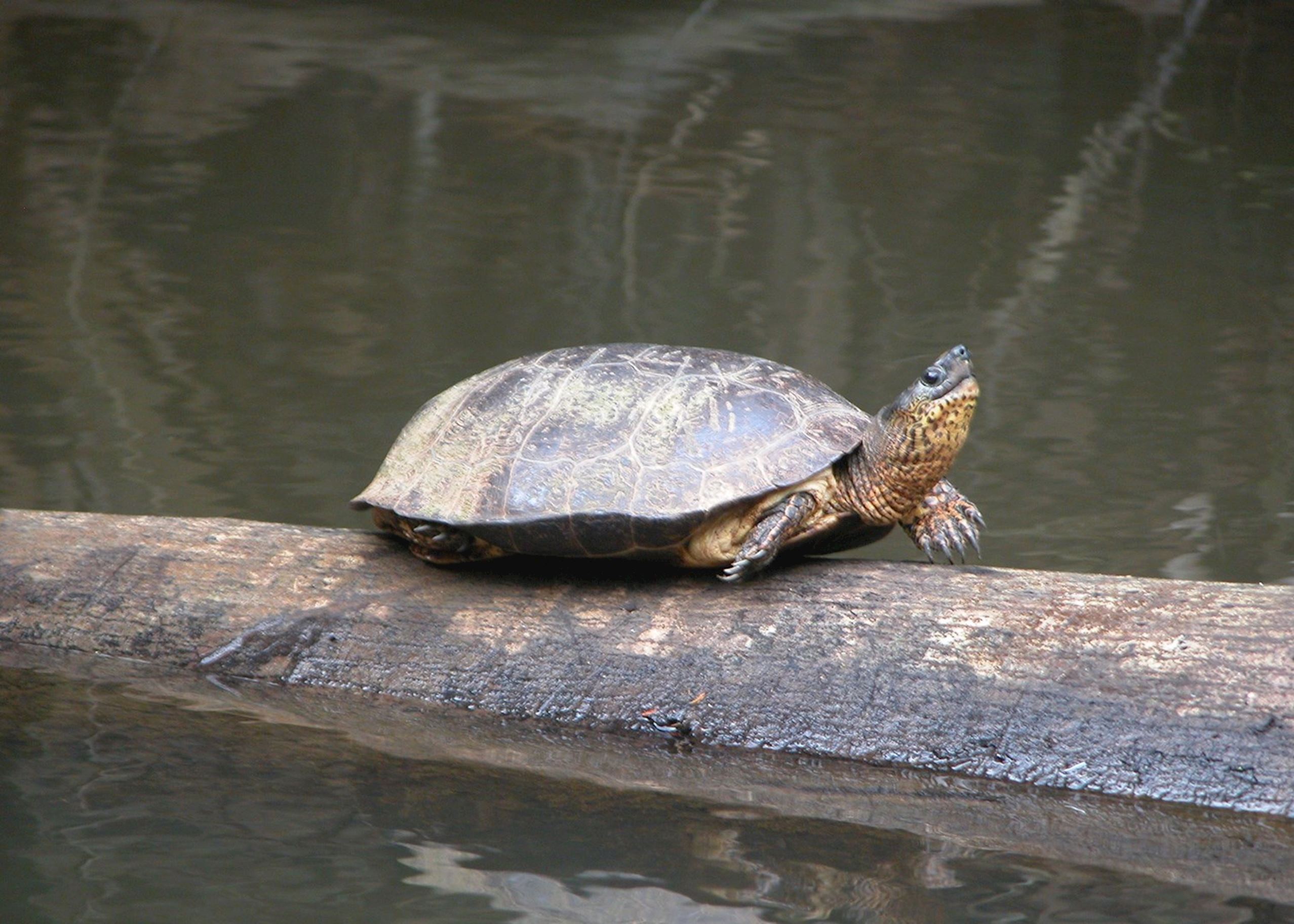 Black River Turtle, Tortuguero National Park Black River Turtle, Tortuguero National Park