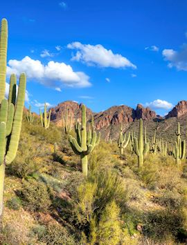 Saguaro cacti near Tucson, Arizona