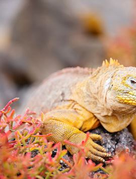 Land iguana, Galapagos Islands