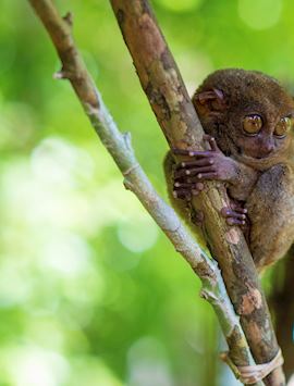 Tarsier, Bohol