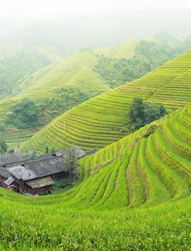 Rice paddies, Northern Luzon