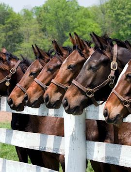 Kentucky horses