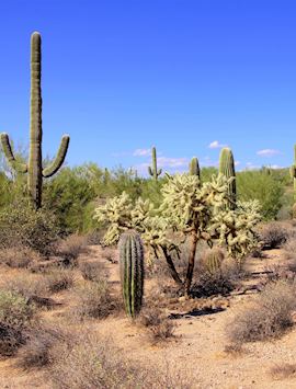 Desert, Saguaro Cactus, Southern Arizona