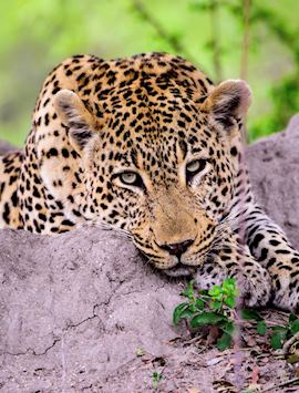 Leopard South Africa
