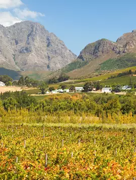 Cape Town Wine Country: A Guide To South Africa\'s Vineyards - Wine Travel