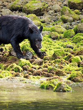 Black bear, Tofino