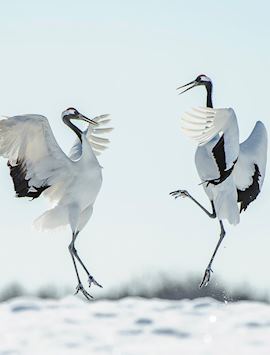 Japanese red crown crane courtship dance, Japan