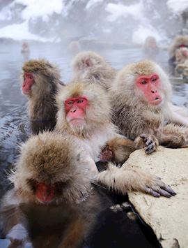 Japanese snow monkeys, Yudanaka Onsen