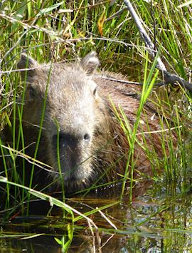 Capybara in the Ibera wetlands