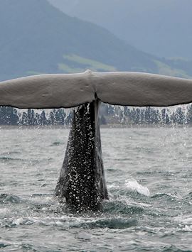 Sperm whale, Kaikoura