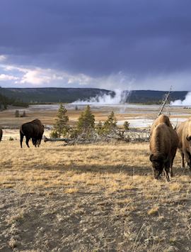 Bison in Yellowstone National Park