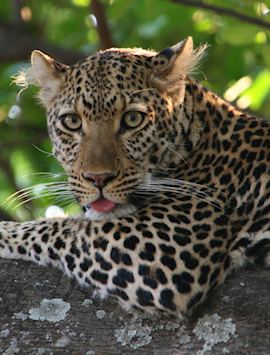 Leopard in South Luangwa National Park