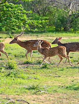 Spotted deer, Yala National Park