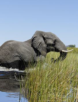 Elephant in the Okavango Delta