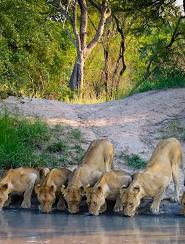 A pride of lions in the Kruger
