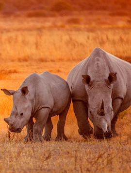 Rhino in Etosha