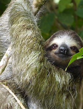 Sloth, Tortuguero National Park